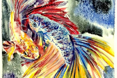 Betta fish